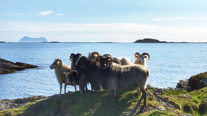 Rekstad Villsau skal lokke tyskere til Norge