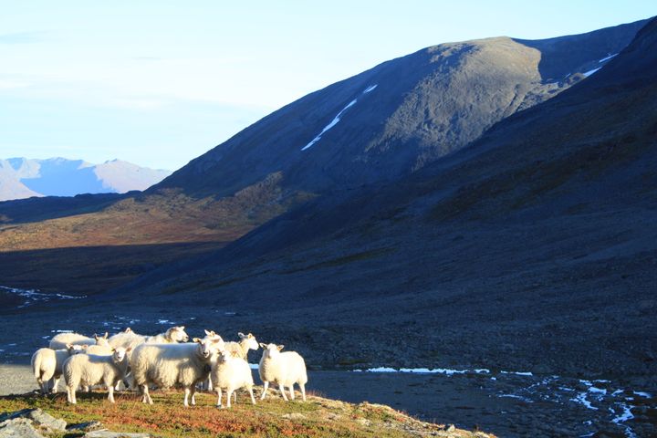 Lyngenlam. Foto: Peter Bruvold