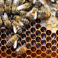 Apivita fokuserer på bienes velferd. Vi høster kun 40 % av den honningen biene produserer, og lar resten bli igjen i kubene. Vi bruker kun essensielle oljer og naturlige ekstrakter i biholdet. Bier er voktere av biodiversitet og økosystemene og vi jobber aktivt for å holde bier frie for plantevernmidler og rester av kjemikalier. Apivita jobber kun sammen med spesielt utvalgte birøktere, som deler våre verdier når det gjelder bærekraft og økologisk bihold.