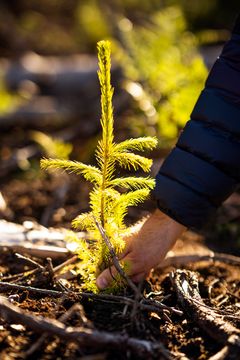 Lite tre som skal vokse seg stort på Trapperingens plantefelt hos Fritzøe Skoger. Treet tar opp og
lagrer CO2 når det vokser.