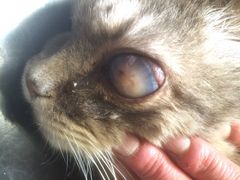 Katten hadde ikke fått veterinærbehandling og var blitt blind på det ene øyet. Foto: Mattilsynet.