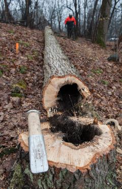Overtredelsesgebyr kan blant annet brukes i forhold til ulovlige inngrep i utvalgte naturtyper, eksempelvis kalklindeskog. Bildet er fra lovlig hogst. Foto: Bård Bredesen, Naturarkivet. Bruk av bildet må avklares med rettighetshaver.
