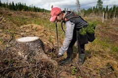 Skogplanting Foto: Steinar Johansen