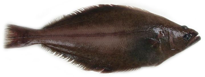 Det er trygt å spise kveiter under 100 kilo. Kveiter over 100 kilo inneholder derimot høye nivåer av miljøgifter og bør derfor ikke spises. Foto: Havforskningsinstituttet.