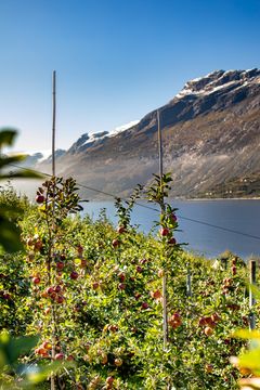 Foto: Øystein G. Haara