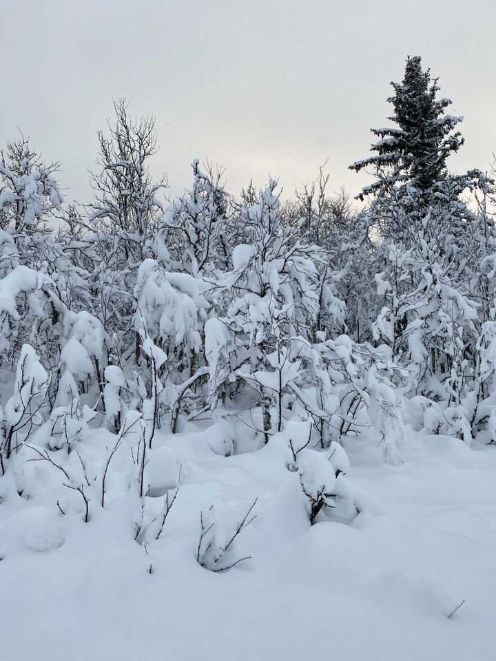 Skogen i Hallingdal ser innbydende ut etter snøfallet de siste dagene. Foto: NVE