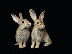 Disse kaninene fikk hjelp av Dyrebeskyttelsen Norge Nord-Jæren. Foto: Stein Johan Warland.