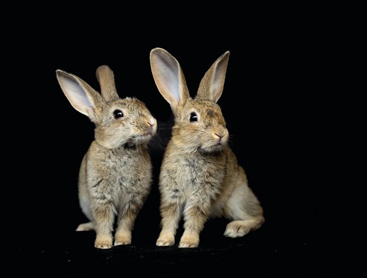 Disse kaninene fikk hjelp av Dyrebeskyttelsen Norge Nord-Jæren. Foto: Stein Johan Warland.