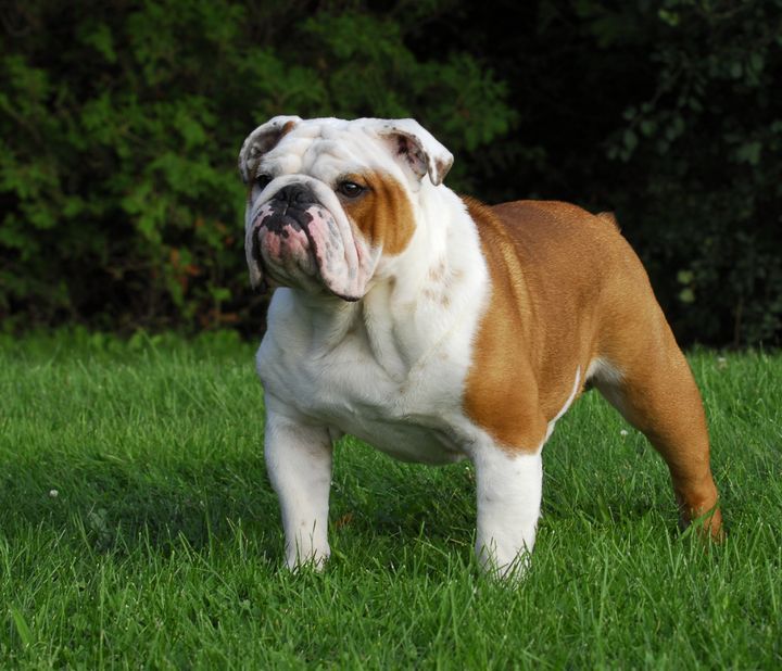 Engelsk bulldogg Illustrasjonsfoto: Shutterstock