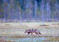Den skandinaviske ulvebestanden er preget av innavl, og er derfor avhengig av innvandrende ulver fra Finland og Russland. Foto: Bård Bredesen, naturarkivet.no. Videre bildebruk må avtales med fotograf.