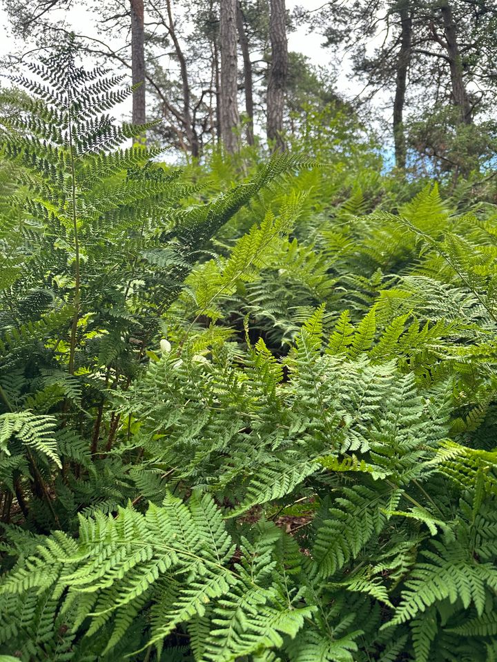 Skog_og_natur_pa_Stromtangen_SNG_04477_Foto_Standard_Norge