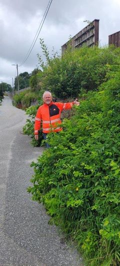 Som grunneier er det ditt ansvar å klippe hekker og busker som vender mot offentlig veg, slik at der er forsvarlig sikt, sier prosjektleder Tor Skårland i Statens vegvesen. Foto: Statens vegvesen