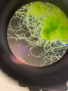 Mikroskopbilde av alger (Foto: Michael Li/ALGECO-prosjektet).