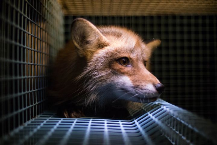 Rødrev på liggehylle. Foto: Dyrebeskyttelsen Norge og Nettverk for dyrs frihet