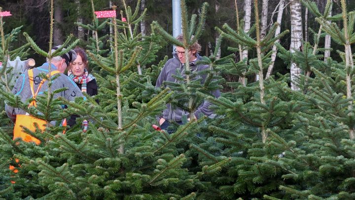 Et nærings- og eksportpotensial i norske juletrær. Foto: Ragnar Pedersen/ Nibio