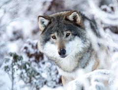 Onsdag 3. mars starter saken om ulveforvaltningen  i Høyesterett. Foto: ©Erik Frøystein