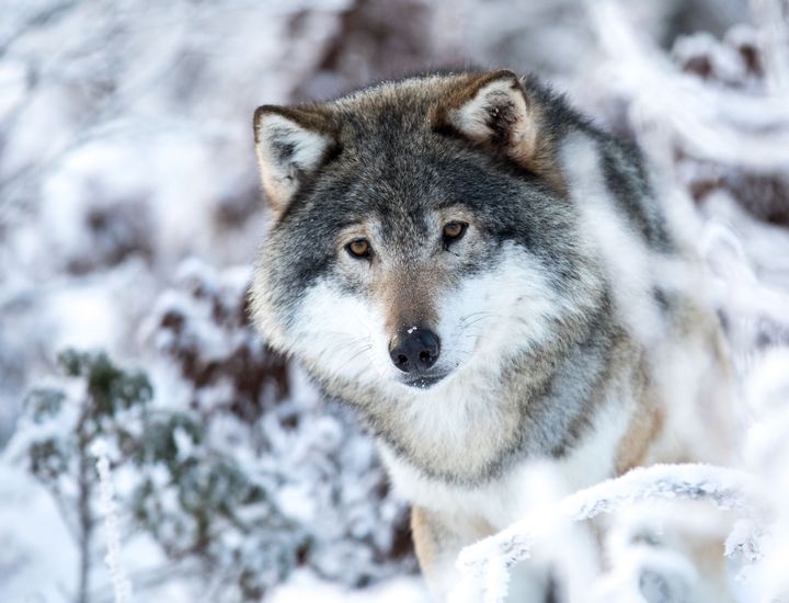 Onsdag 3. mars starter saken om ulveforvaltningen  i Høyesterett. Foto: ©Erik Frøystein