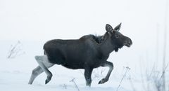 Foto: ©J-R.Samuelsen/naturibilder.com