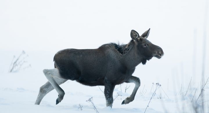 Foto: ©J-R.Samuelsen/naturibilder.com