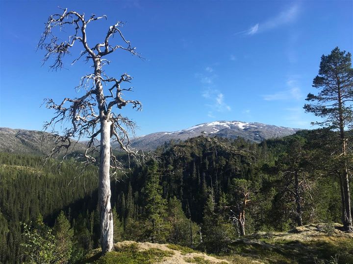 Skoglandskap fra Olaåsen. Foto: Torbjørn Høitomt