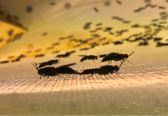 Soldatfluer blir viktige i miljøkampen.
