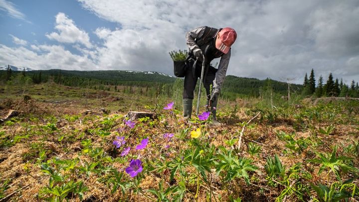 Skogplanting i Hattfjelldal. Foto: Steinar Johansen/Statskog