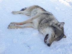 Dette er ulven som ble bedøvet og flyttet 14. november i fjor. Foto: Statens naturoppsyn/Miljødirektoratet.