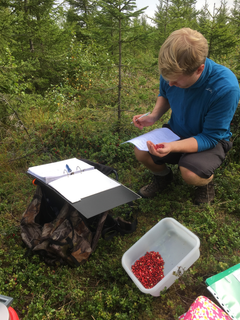 Stipendiat Mathias Amundsen registrerer bær i forsøksfeltene i Kongsvingerområdet.