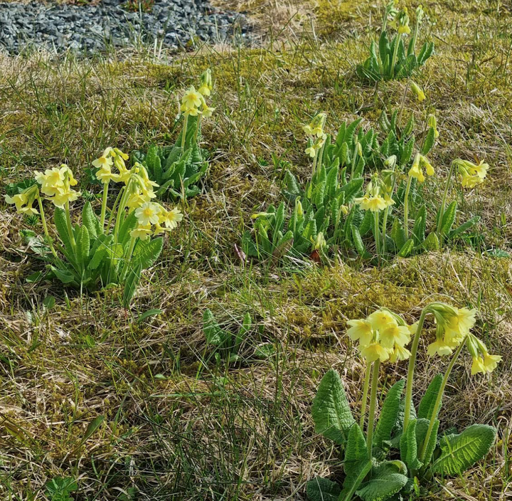 SNØFRITT: Etter mye nedbør ble det offisielt snøfritt i Tromsø 19. mai og primulaene fikk blomstre på bar bakke. FOTO: Odd Ivar Olsen