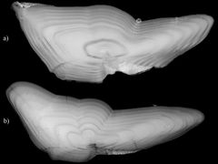 En coastal cod otolith øverst og skrei nederst. Slike bilder ble brukt til å finne alder på fisken. Forskerne kan nå finne DNA fra disse. Foto: Côme Denechaud/Jane Godiksen IMR