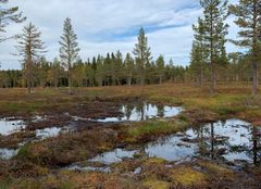 Jorddemninger sørger for at vannet blir værende i myra. Foto: Vibeke Husby, Miljødirektoratet