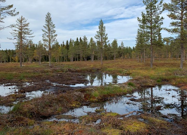 Jorddemninger sørger for at vannet blir værende i myra. Foto: Vibeke Husby, Miljødirektoratet