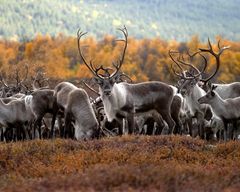 Foto: Geir Olav Slåen