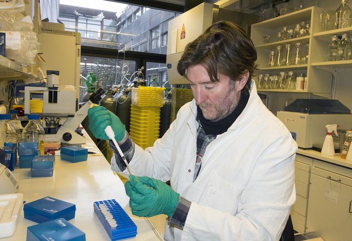 Gareth Sullivan, dypt konsentrert i sitt laboratorium i Domus Medica, UiO. Foto Gunnar Lothe, UiO.