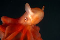 Dyphavsblekksprut. ©WWF