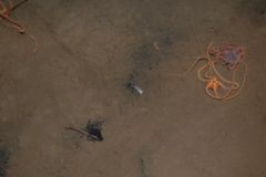 Dyrene som lever i sedimentene sier mye om tilstand på bunnen. Her ser vi to eksemplarer av slangestjernen Amphiura filiformis på overflaten av sjøbunnen – men de skal egentlig leve delvis nedgravd. (Foto: Morten Schaanning/NIVA)