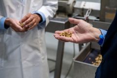 I prosjektet skal forskere teste et proteinrikt insektmel og en omega-3-rik algebiomasse i fôr, gjennom hele verdikjeden. Ingrediensene kan bidra til økt fleksibilitet i valg av bærekraftige råvarer i framtidens fiskefôr, sier forsker i prosjektet. Foto: Helge Skodvin © Nofima.