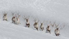 Fire tamreinlag rundt Jotunheimen søker om Beskyttet geografisk betegnelse på reinsdyrkjøtt. Foto: Lom tamreinlag