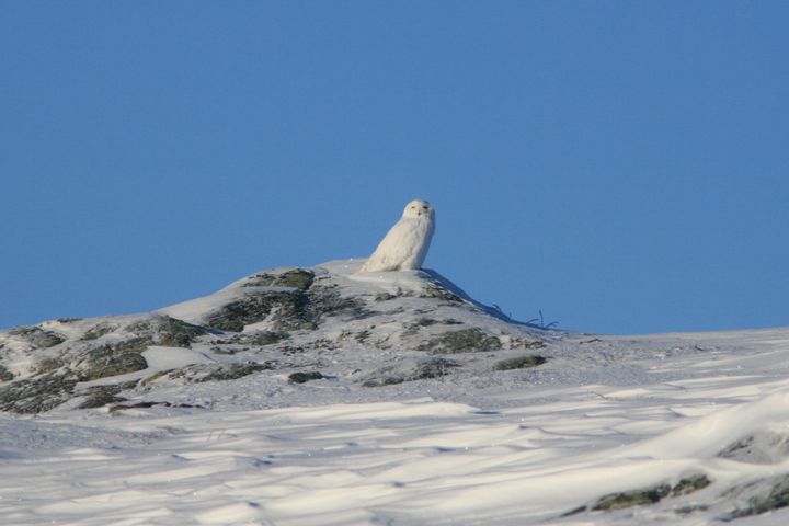 Snøugle i høgfjellet Foto: Kristian Sivertsen