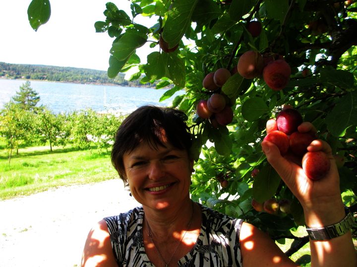 Plommer er en eksklusiv frukt som fyller meg med respekt, sier produsent Ingrid Kalstad på Sjødalstrand gård.