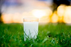 Melkeglass. Foto: Bo Mathisen