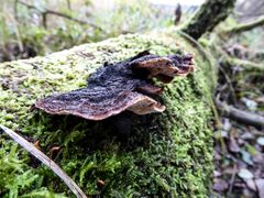 De neste månedene skal naturforvaltere i COWI kartlegge floraen i pressområder i Østfold, Vestfold og Agder. Et viktig mål er å unngå at verdifull natur går tapt.