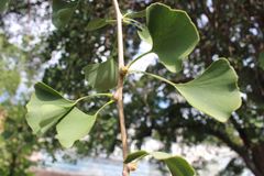 Sånn ser bladene på en ginkgo biloba ut. Foto: Bjarne Røsjø/UiO