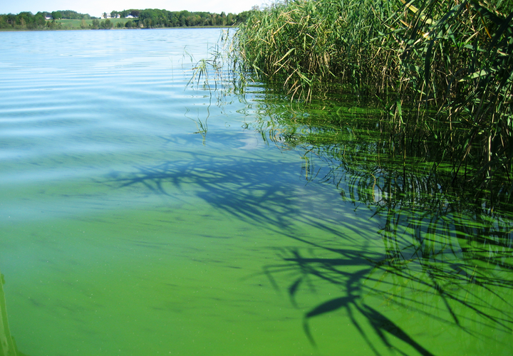 Algeoppblomstringer kan gi et grønt skjær til vannoverflaten. (Foto: NIVA)