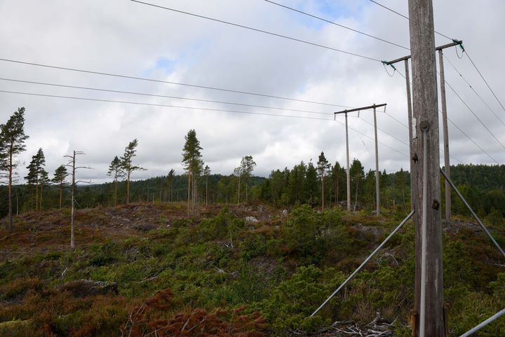 Mesteparten av den vel 10 km lange linja fra Evenstad til Torbjørnsbu er nå ryddet tresikker.