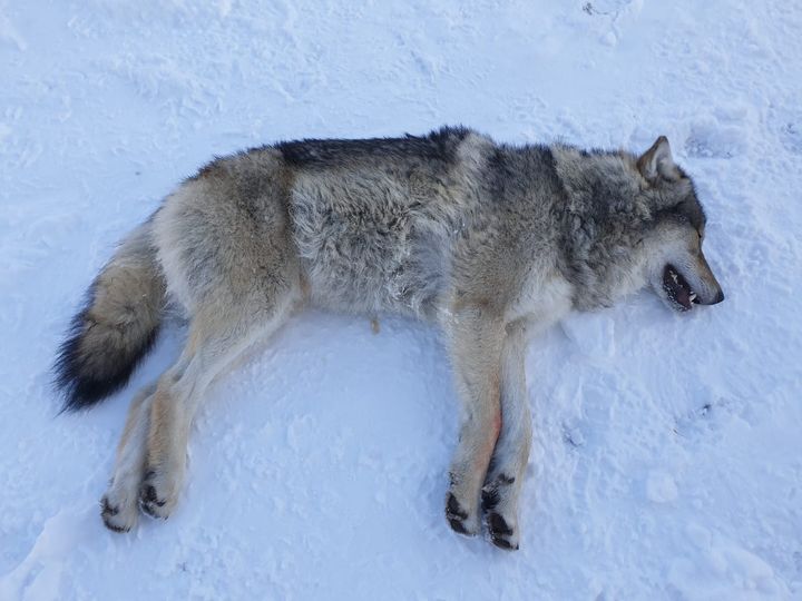Dette er den genetisk viktige ulven fotografert mens den var bedøvet for flytting 14. november. Foto: Statens naturoppsyn/Miljødirektoratet.