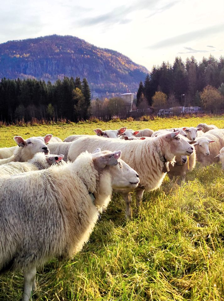 Norsk Sau og Geit