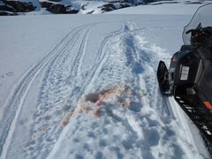 Spor etter ulovlig avliving av jerv i Tysfjord kommune på norsk side i 2019. Foto: Länsstyrelsen i Norrbotten