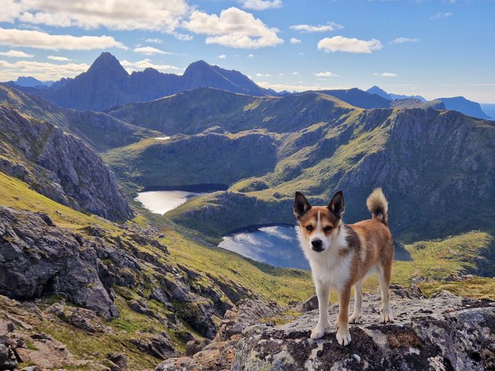 Molte (EgonB3) er tredje generasjons krysning mellom norsk lundehund og norsk buhund. Han er aktuell for innmønstring i 2023. Foto: Ina Mari Kristiansen