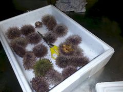 Kråkeboller tar steget fra restaurant til butikk (Foto: Sea Urchin Farm)